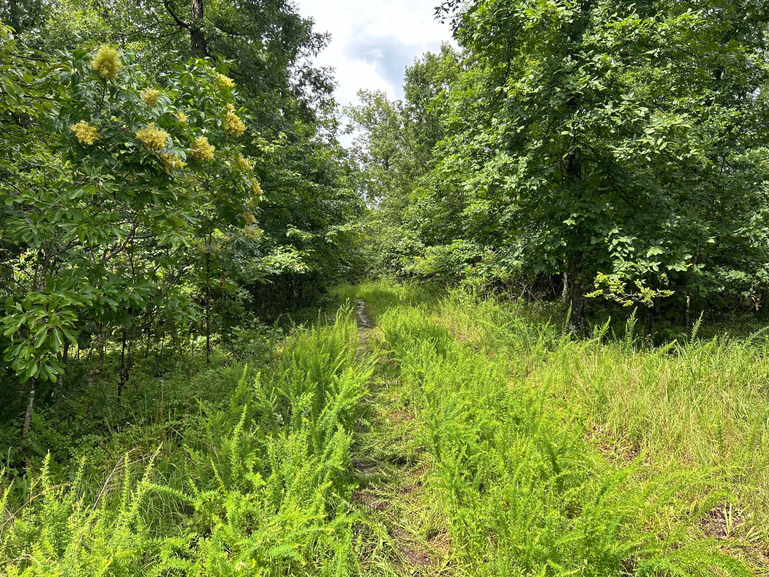 Secluded Wooded Acreage in the Missouri Ozarks