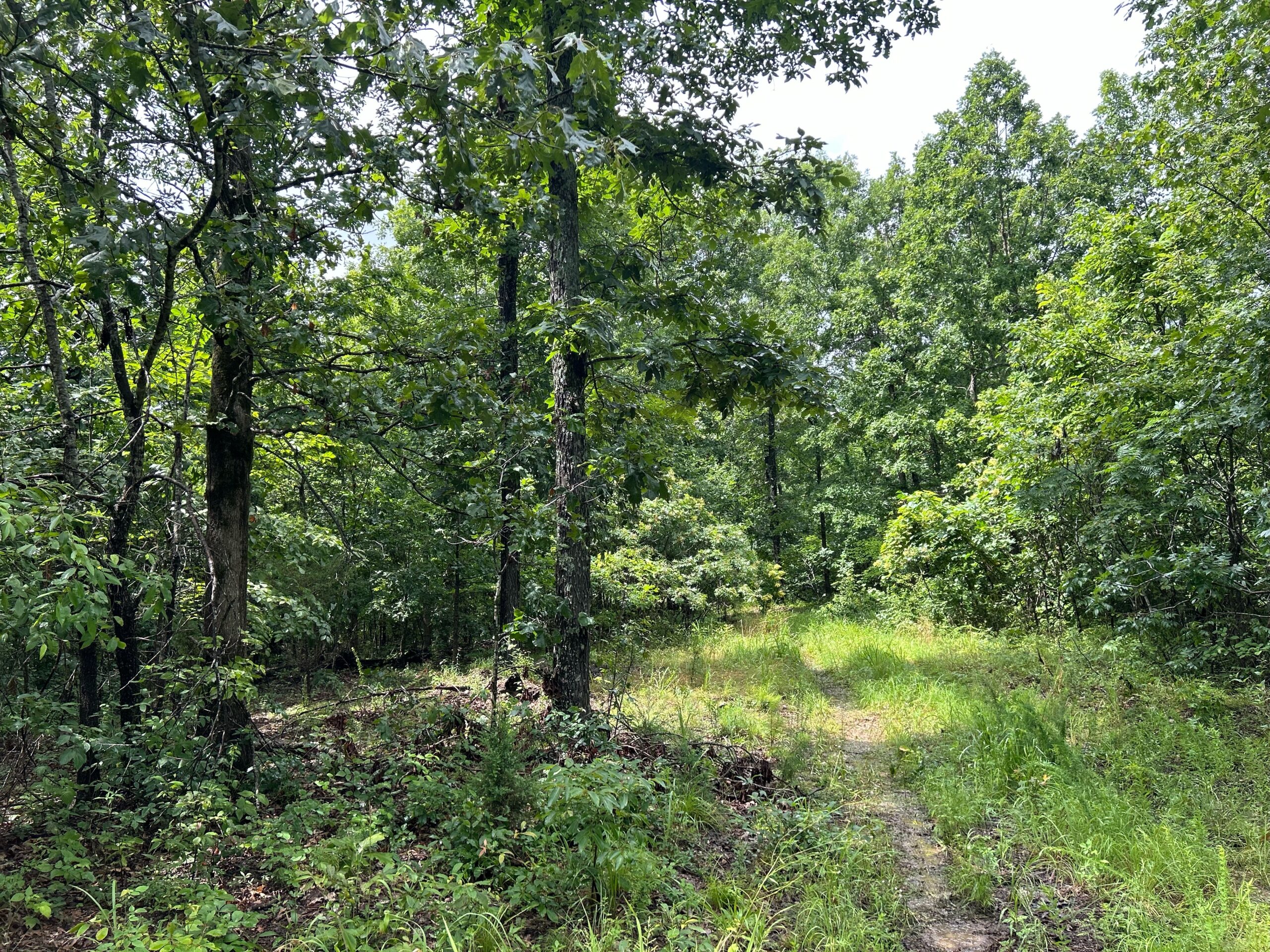 Secluded Wooded Acreage in the Missouri Ozarks