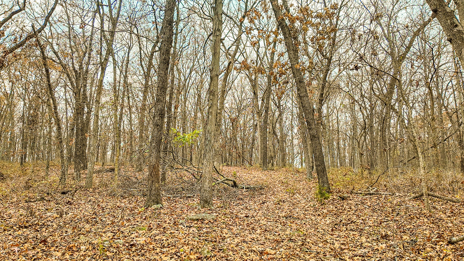 293 +/- acre hunting property for sale Lowry City MO