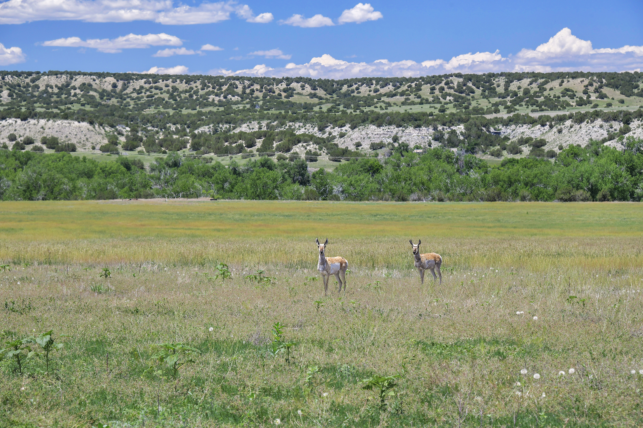 Burnt Mill Ranch – 643± Acres of Prime Colorado Ranchland
