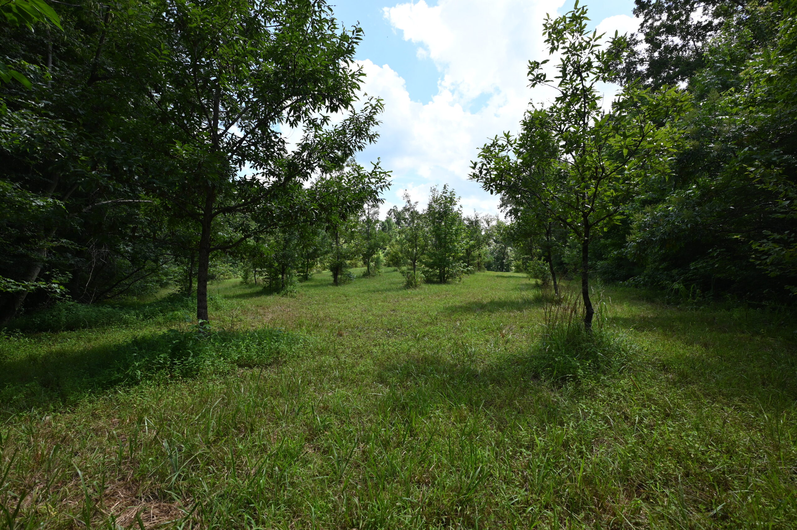 53± Acres for Sale in Decaturville, Tennessee