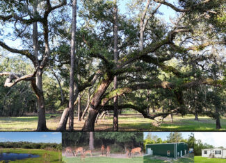 North Florida Recreational and Hunting Acreage