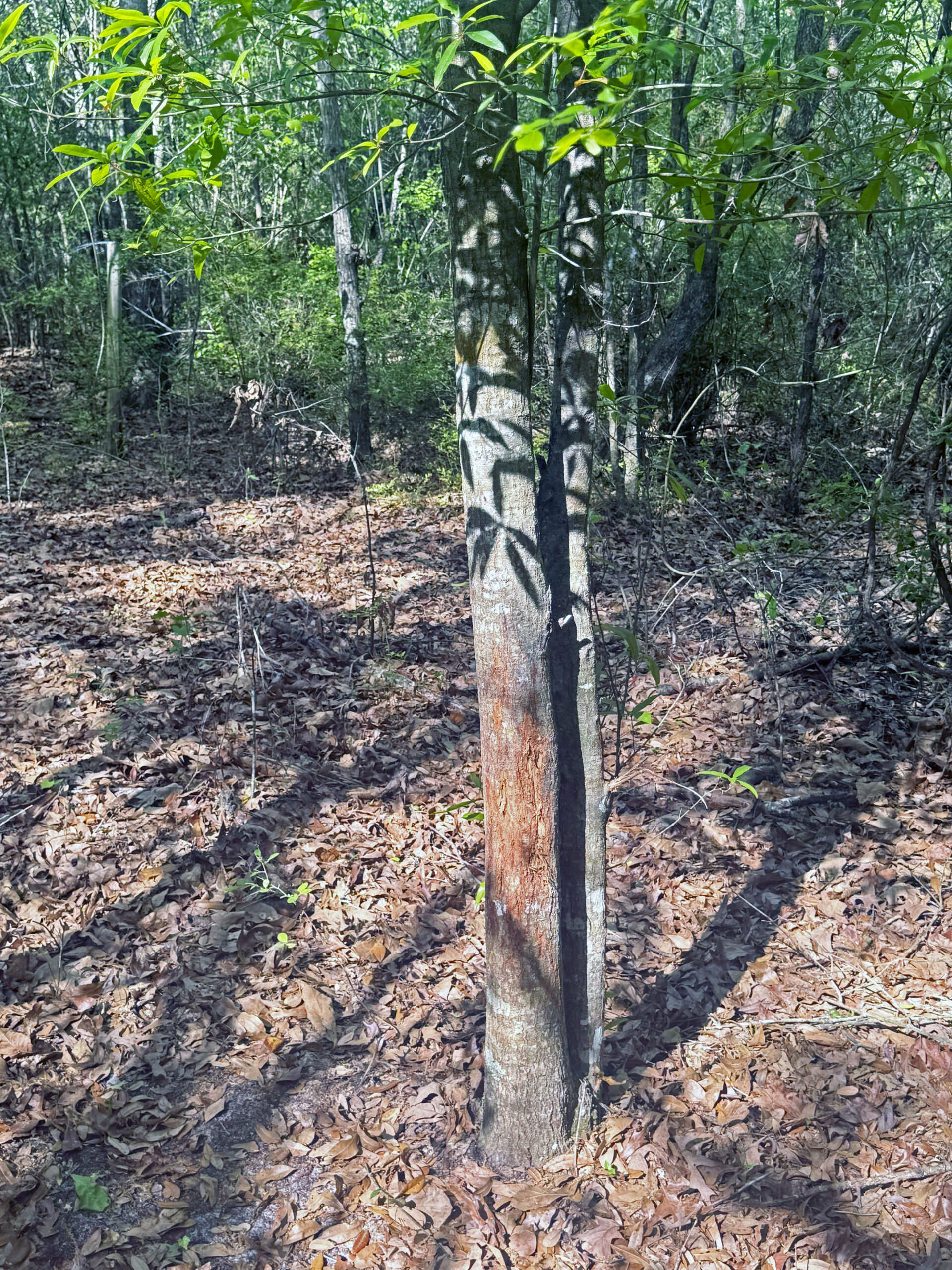 The best of South Georgia living-just outside of Vada, GA