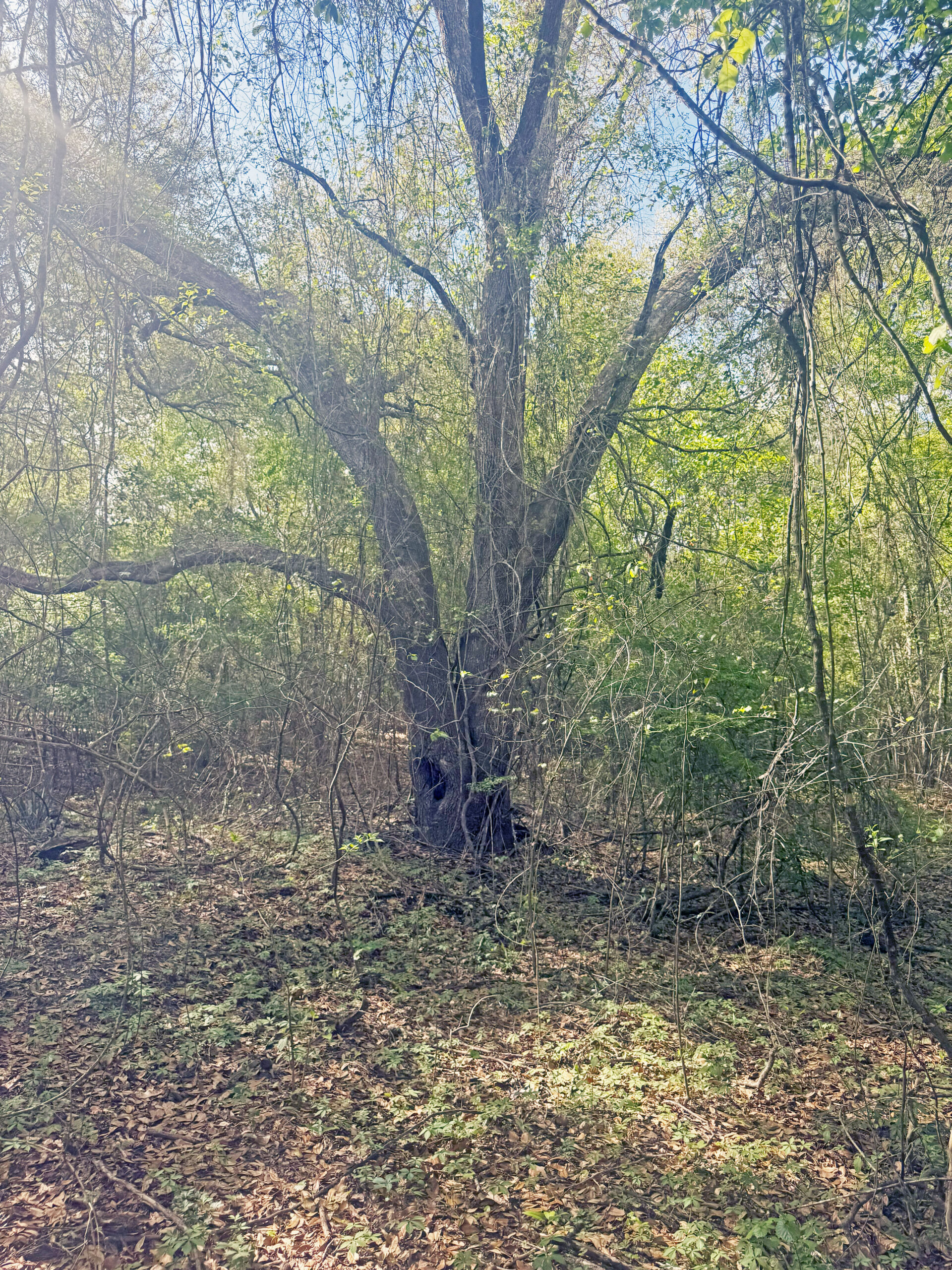 The best of South Georgia living-just outside of Vada, GA