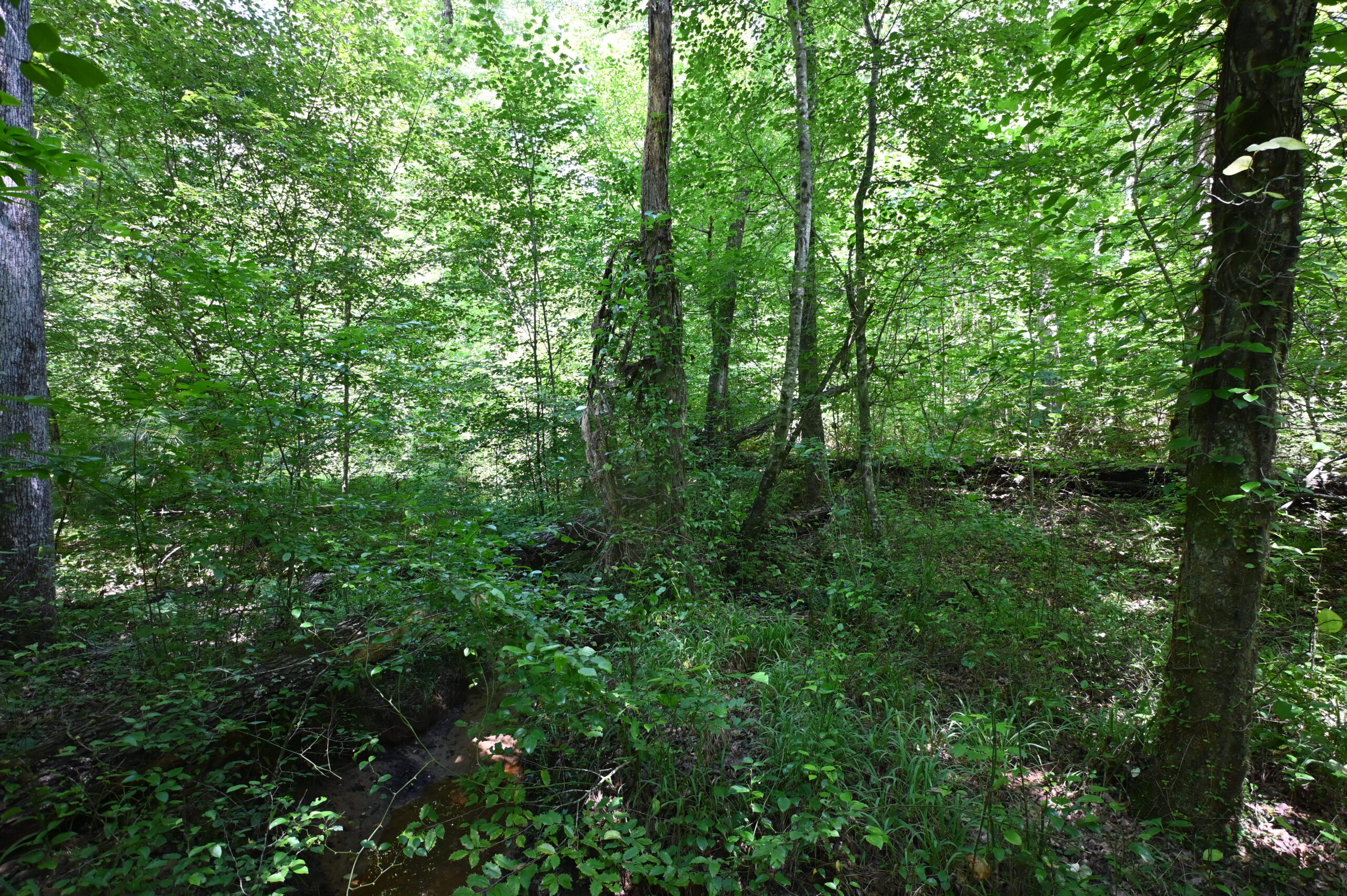 53± Acres for Sale in Decaturville, Tennessee