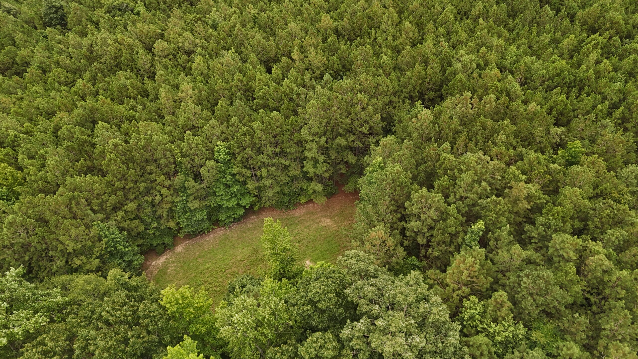 64 acres in Olgethorpe county with an off grid cabin – Ready for deer season!