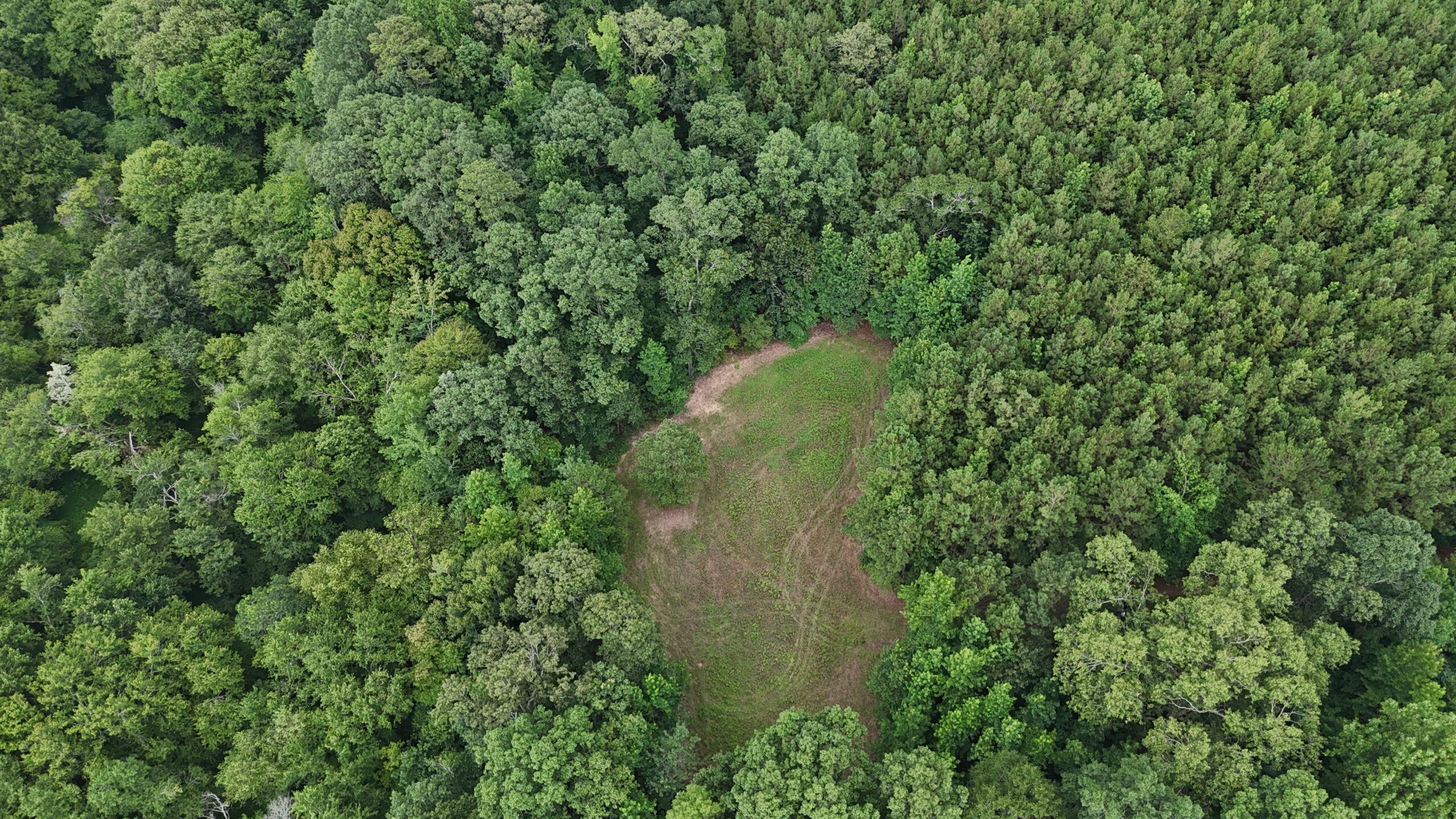 64 acres in Olgethorpe county with an off grid cabin – Ready for deer season!
