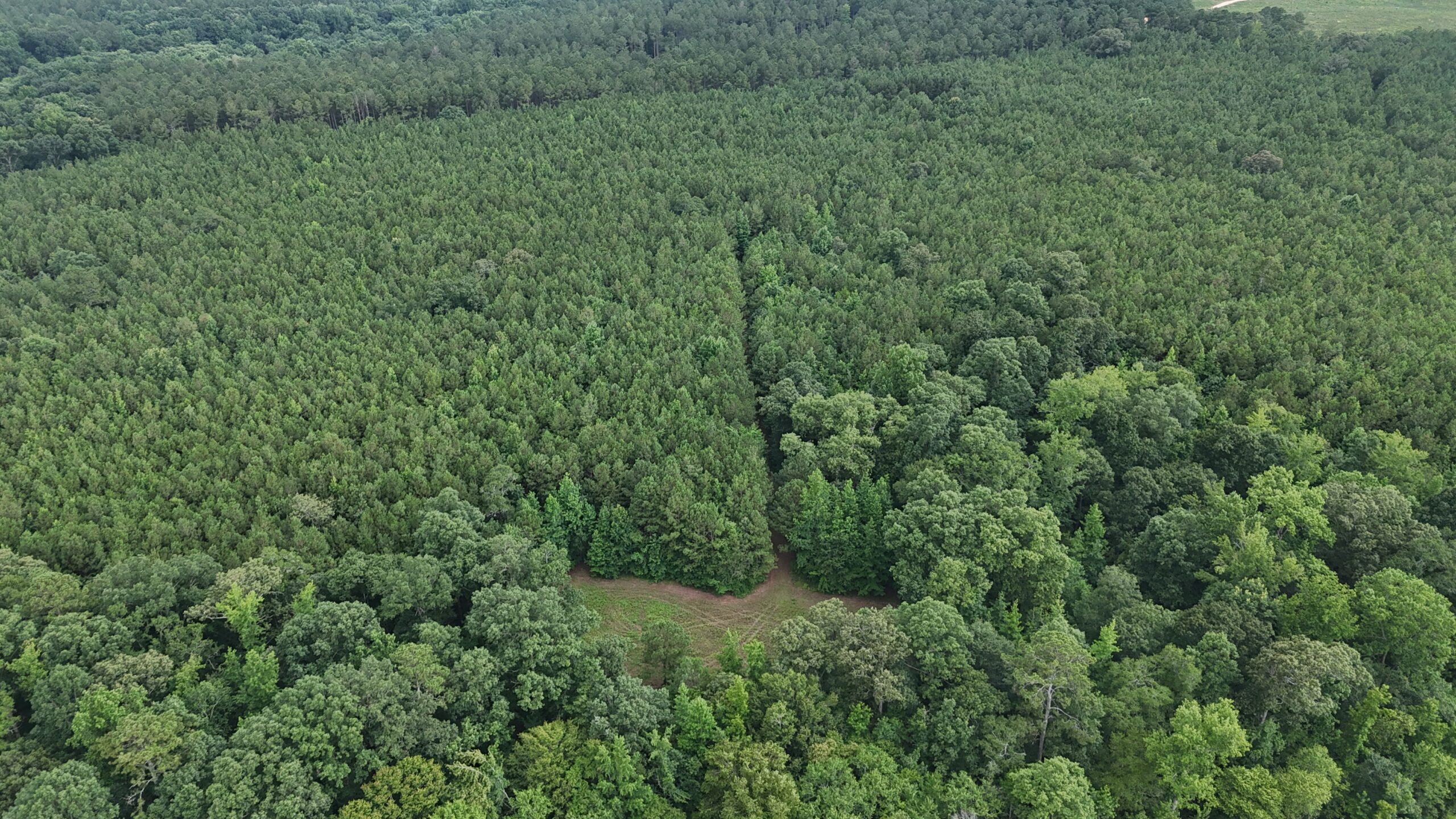 64 acres in Olgethorpe county with an off grid cabin – Ready for deer season!