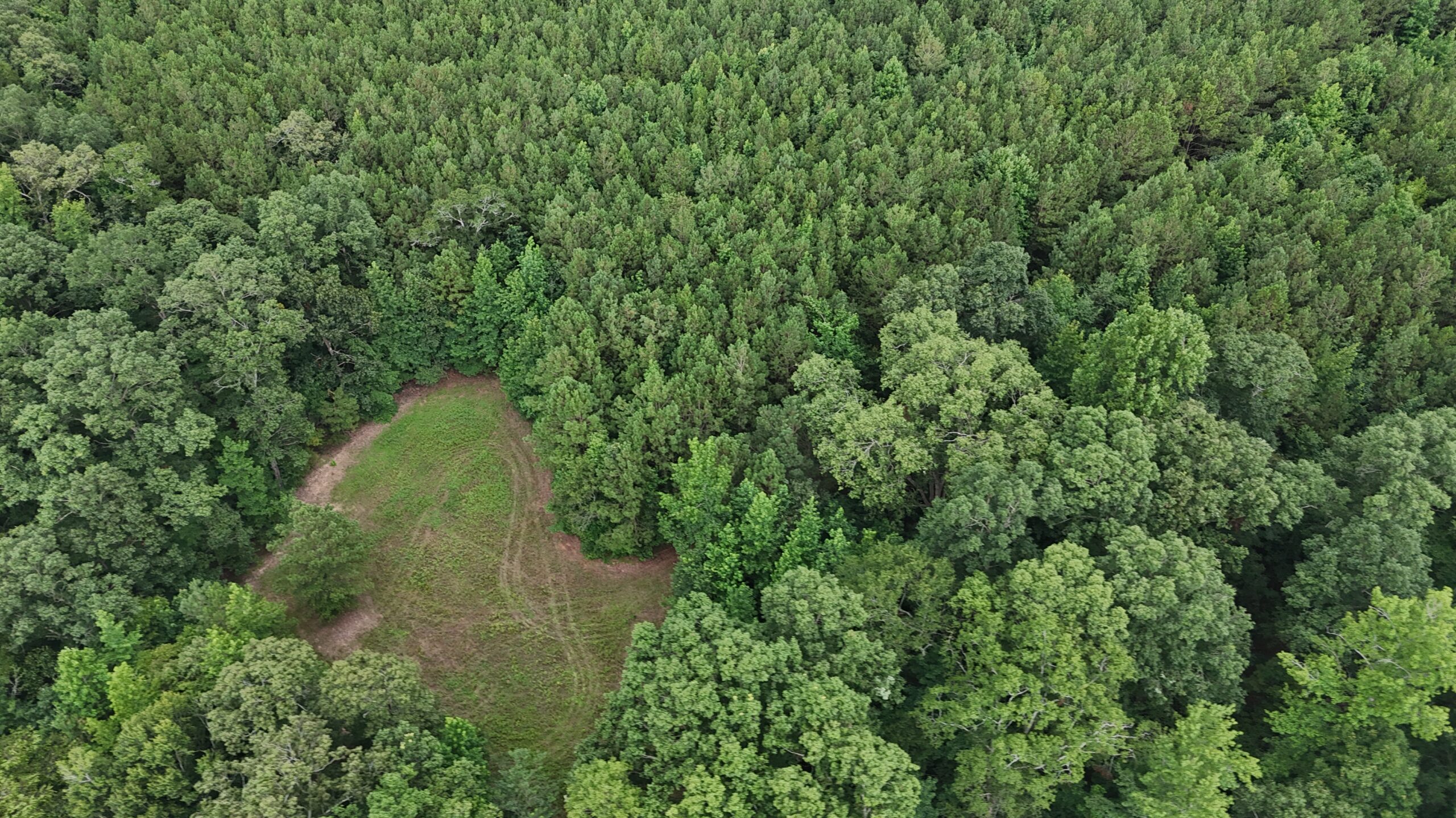 64 acres in Olgethorpe county with an off grid cabin – Ready for deer season!