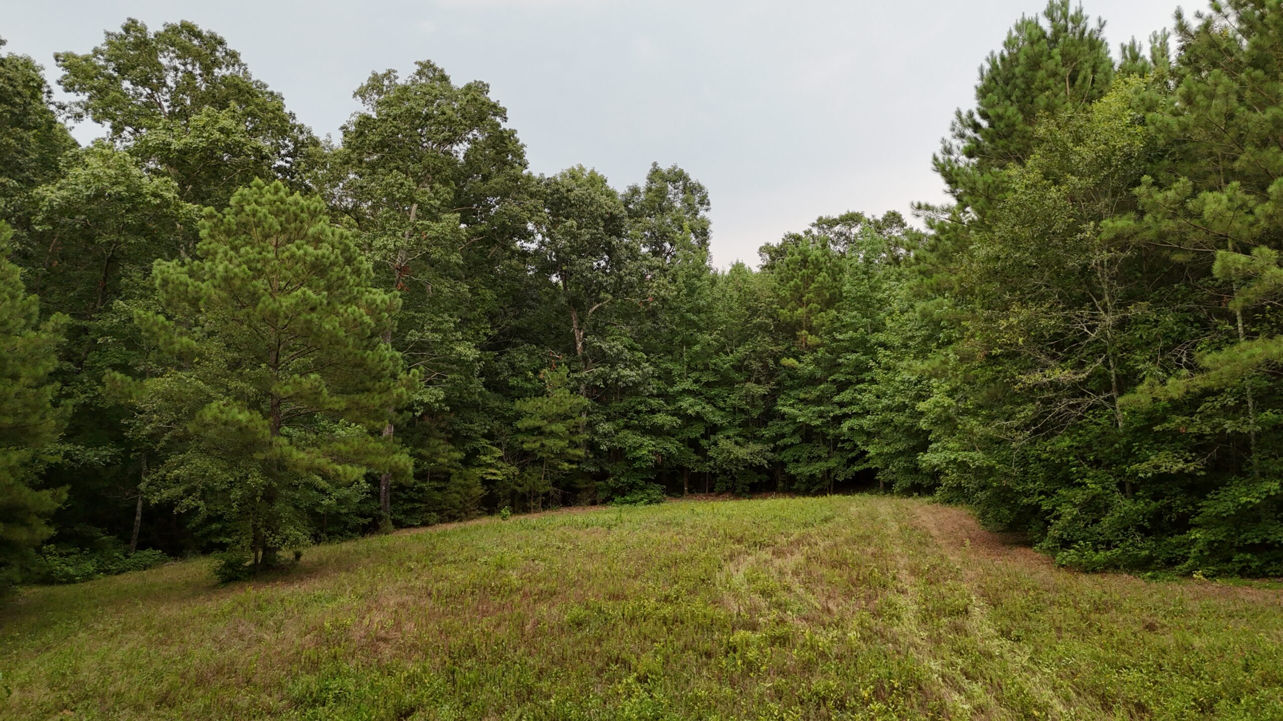 64 acres in Olgethorpe county with an off grid cabin – Ready for deer season!