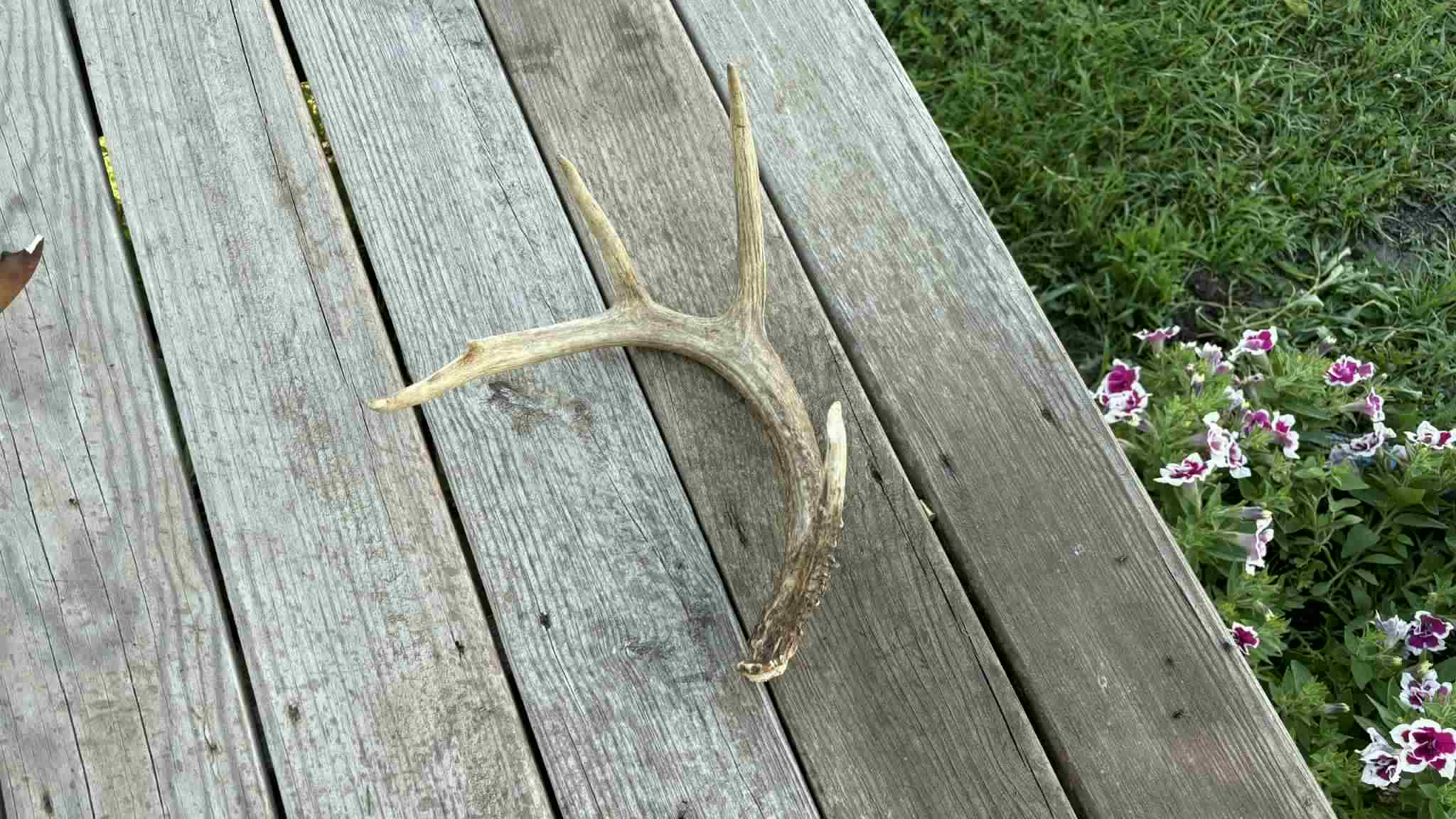 Hunting Paradise with CRP near Bethany, MO