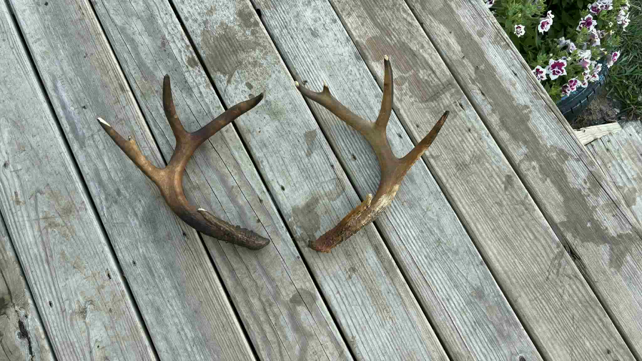 Hunting Paradise with CRP near Bethany, MO