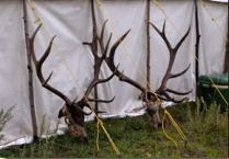 Colorado outfitting business for sale near Montrose, CO has elk, deer, bear hunting
