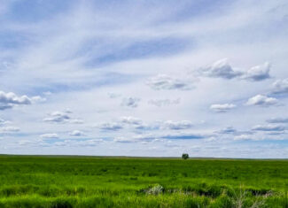 Flood Irrigated Hay Ground Saco Montana for Sale