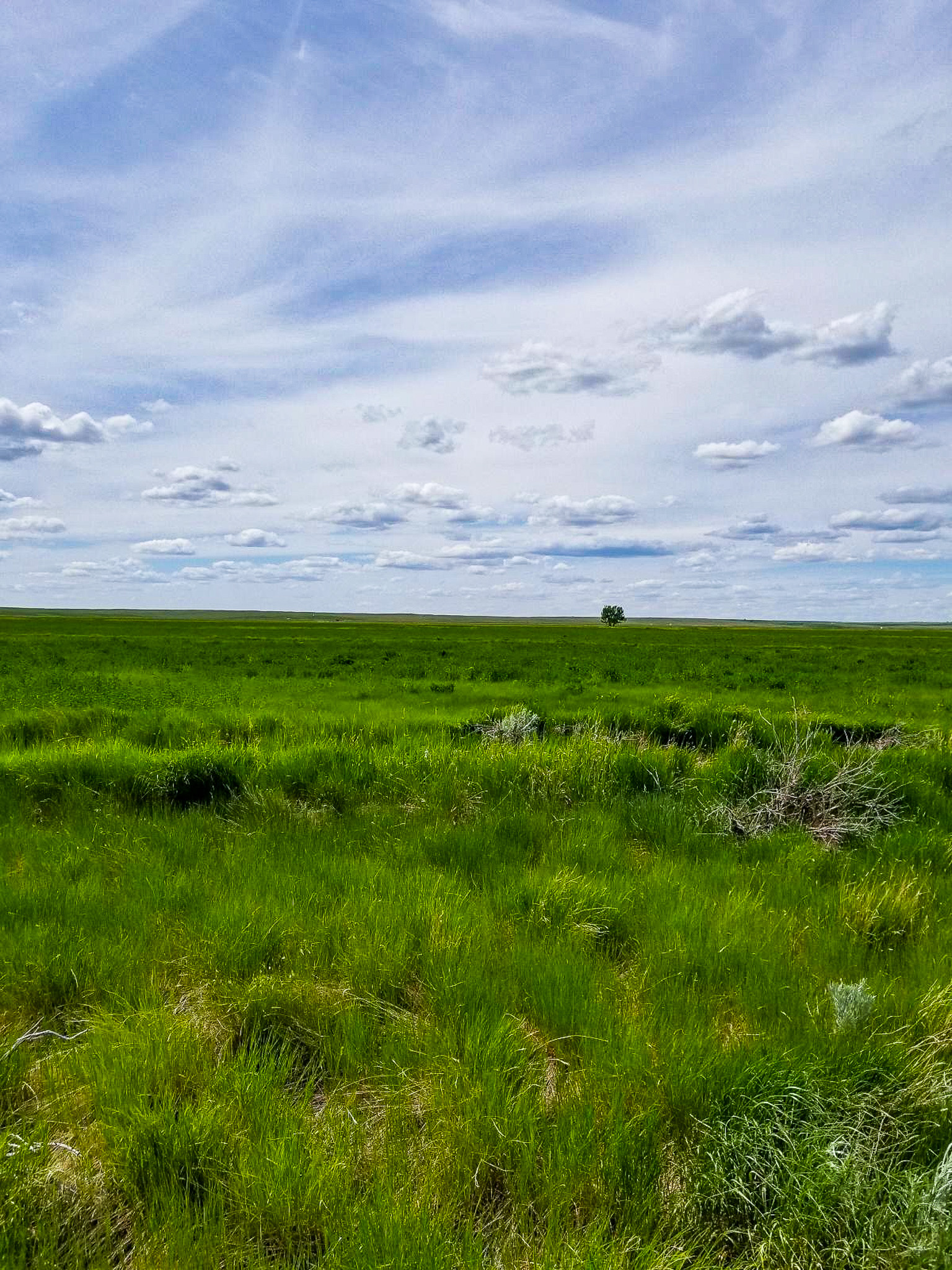 Flood Irrigated Hay Ground Saco Montana for Sale