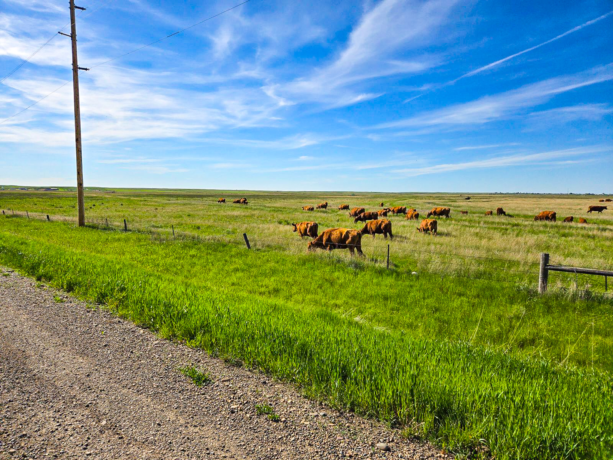 Flood Irrigated Hay Ground Saco Montana for Sale
