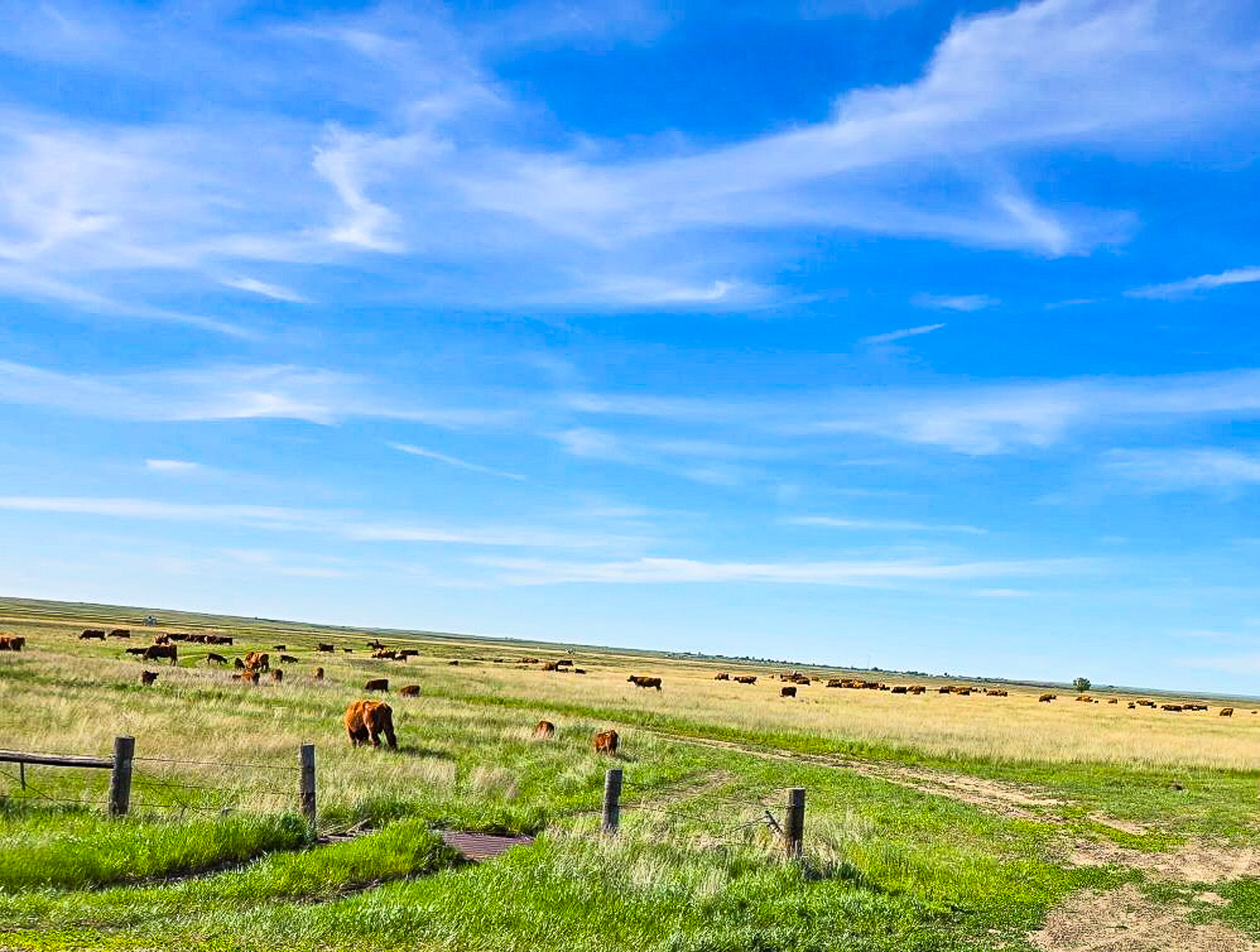 Flood Irrigated Hay Ground Saco Montana for Sale