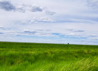 Flood Irrigated Hay Ground Saco Montana for Sale