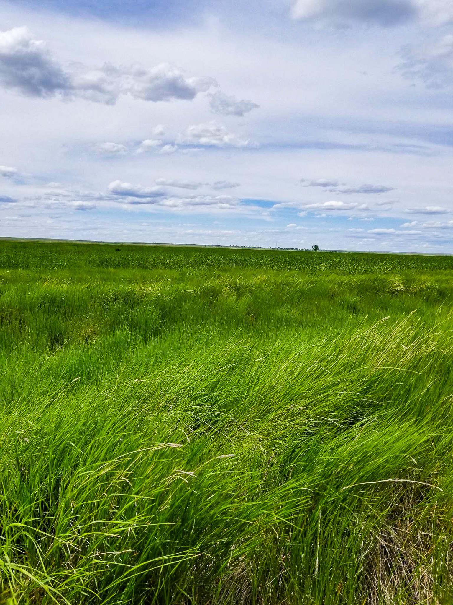 Flood Irrigated Hay Ground Saco Montana for Sale