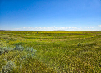 Flood Irrigated Hay Ground Saco Montana for Sale