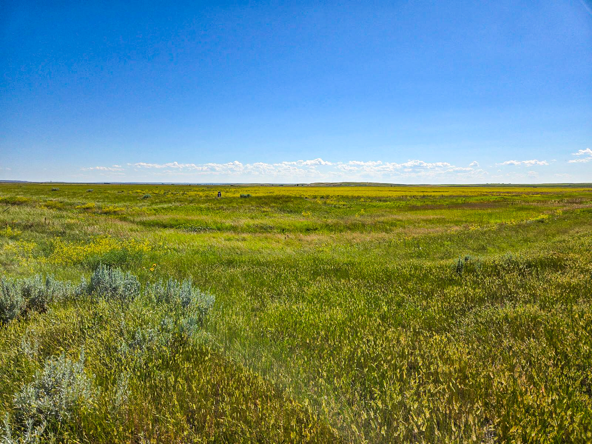 Flood Irrigated Hay Ground Saco Montana for Sale