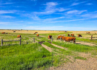 Flood Irrigated Hay Ground Saco Montana for Sale