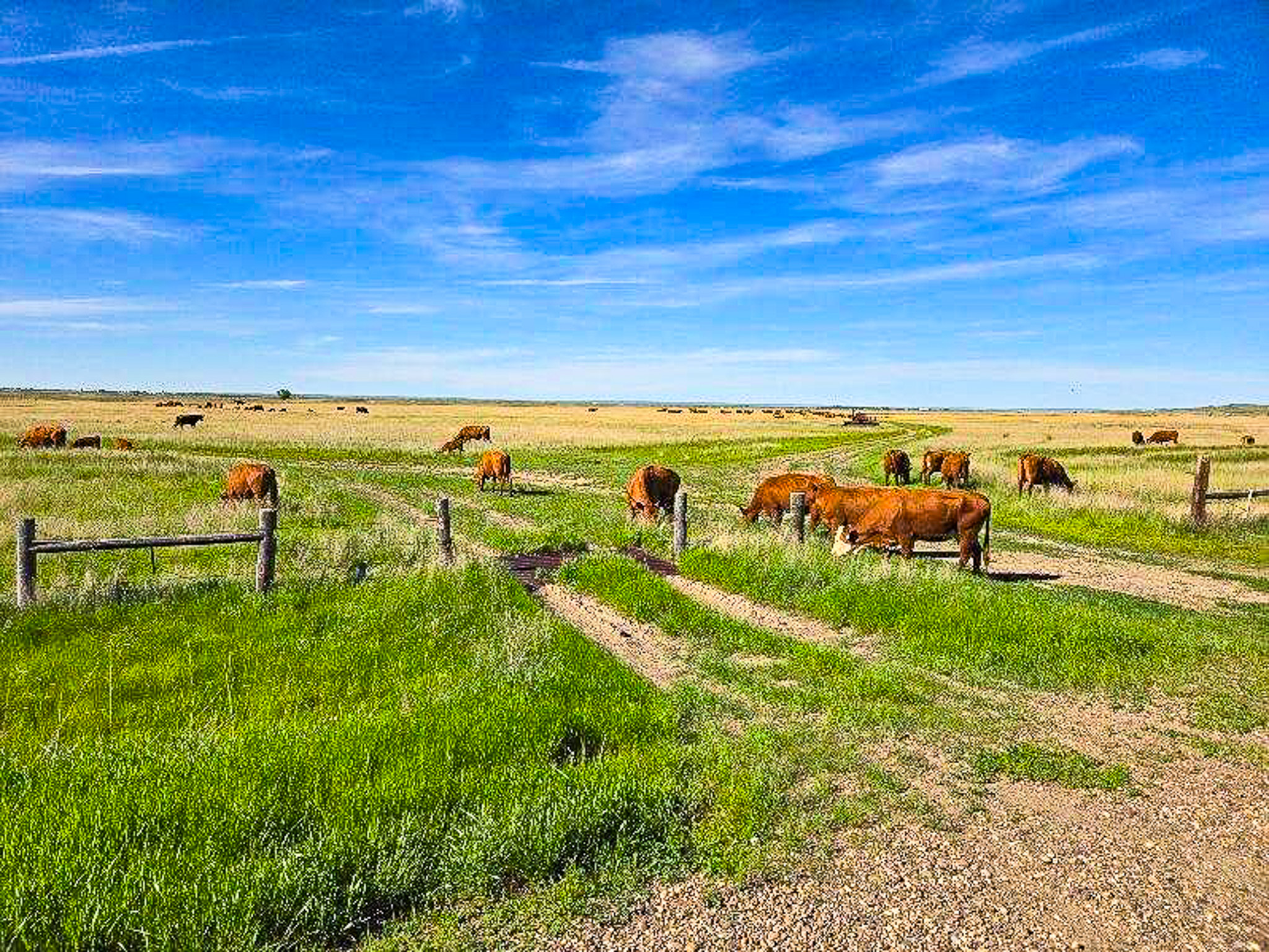 Flood Irrigated Hay Ground Saco Montana for Sale