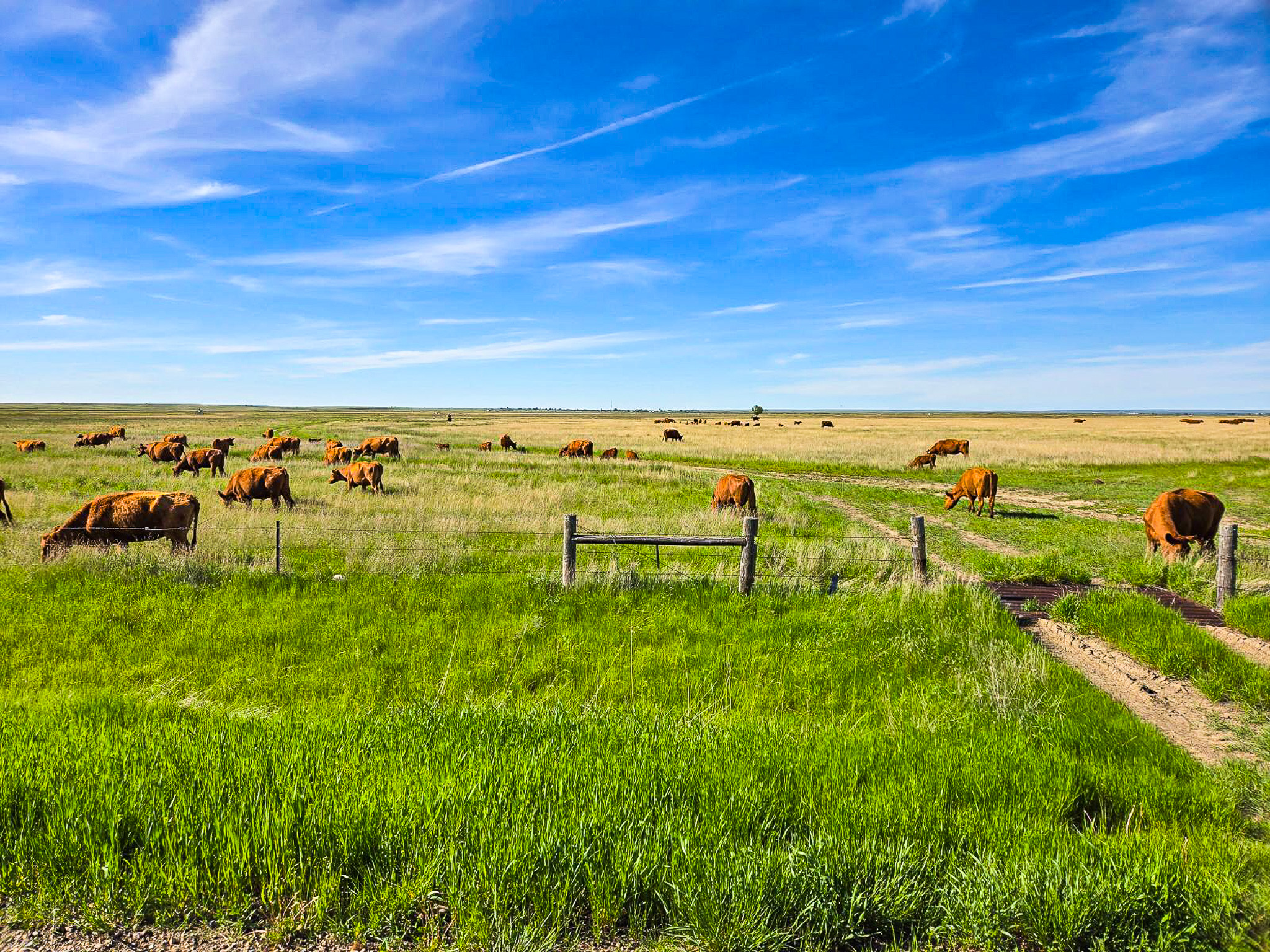 Flood Irrigated Hay Ground Saco Montana for Sale