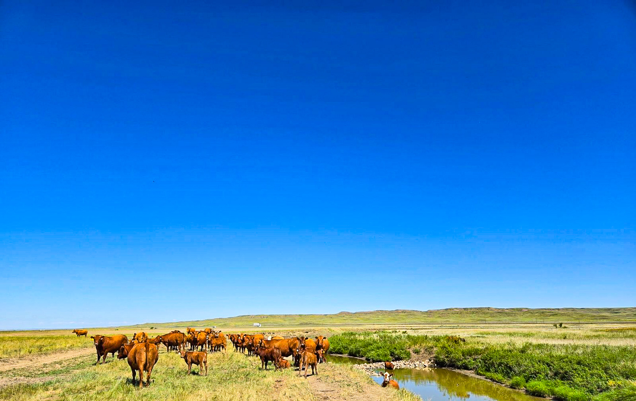Flood Irrigated Hay Ground Saco Montana for Sale