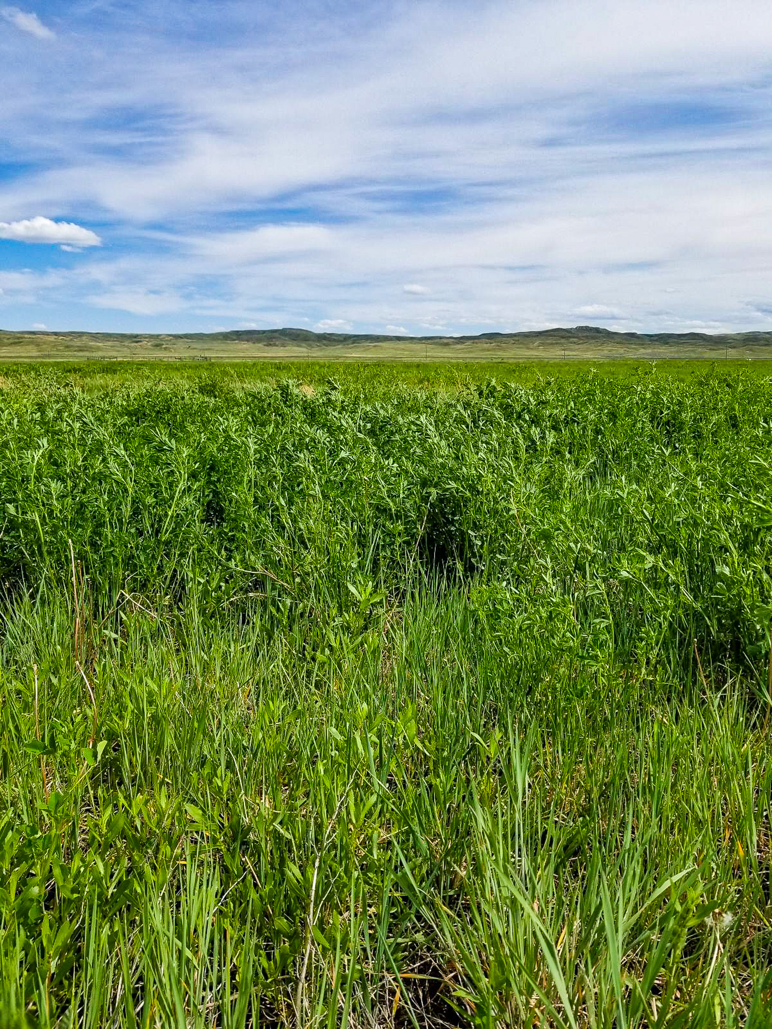 Flood Irrigated Hay Ground Saco Montana for Sale