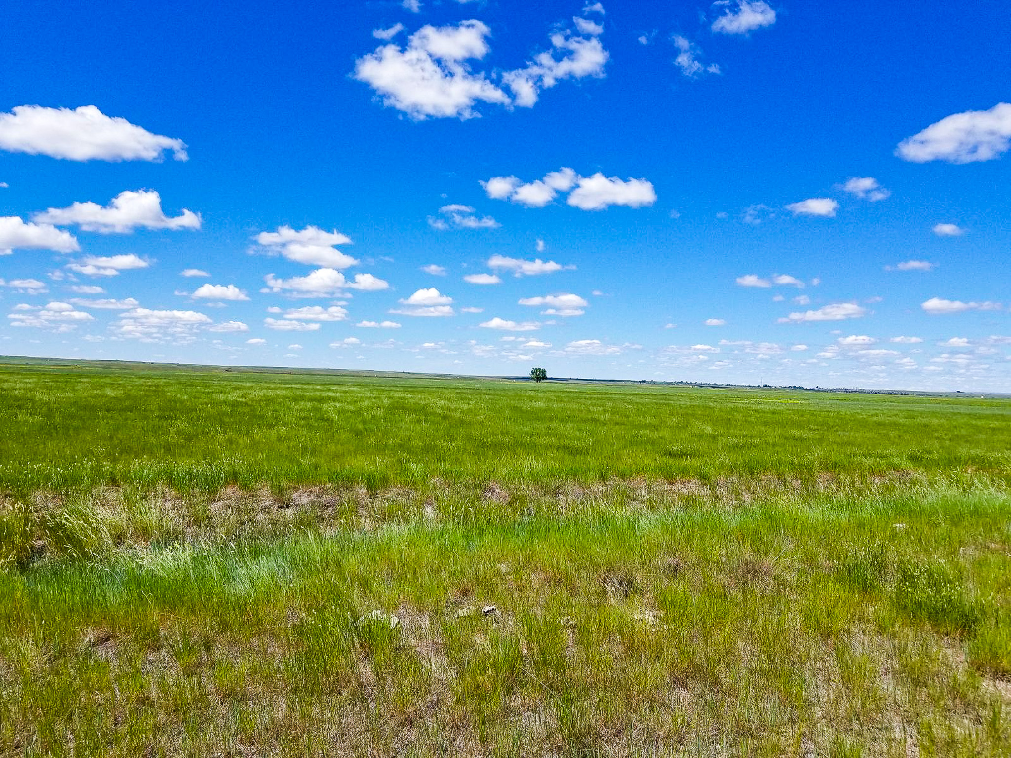Flood Irrigated Hay Ground Saco Montana for Sale
