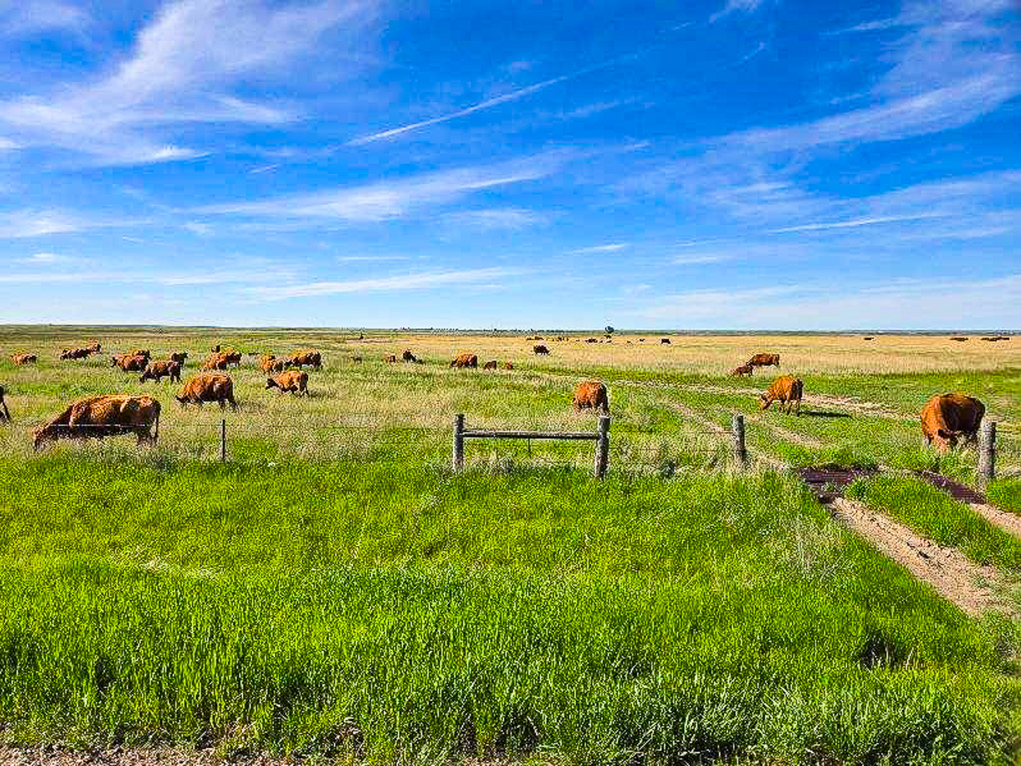 Flood Irrigated Hay Ground Saco Montana for Sale