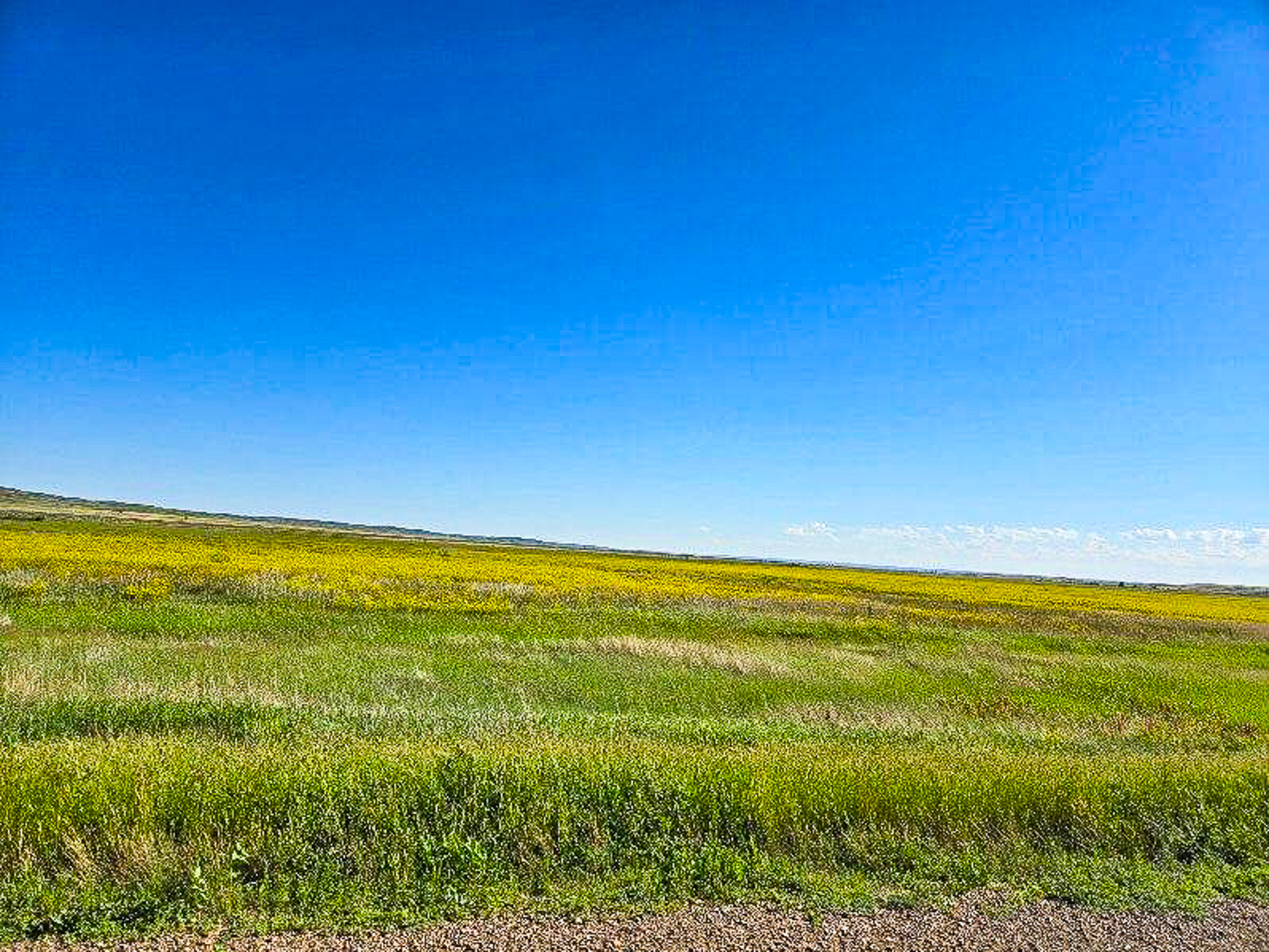 Flood Irrigated Hay Ground Saco Montana for Sale