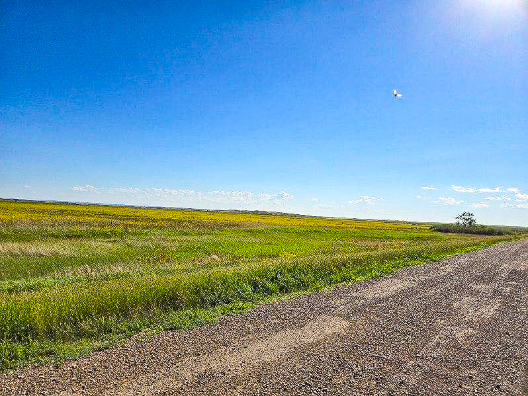 Flood Irrigated Hay Ground Saco Montana for Sale