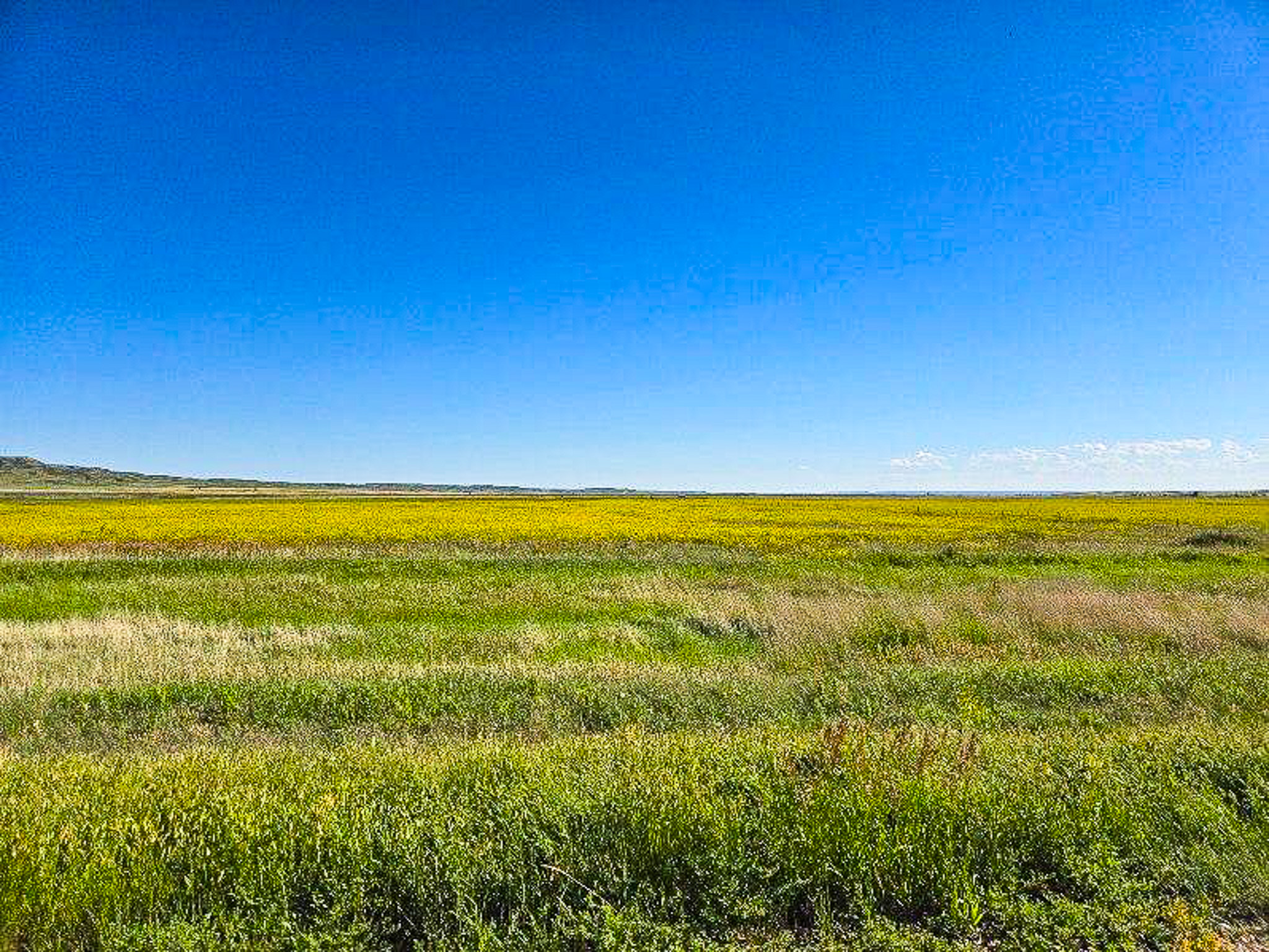 Flood Irrigated Hay Ground Saco Montana for Sale