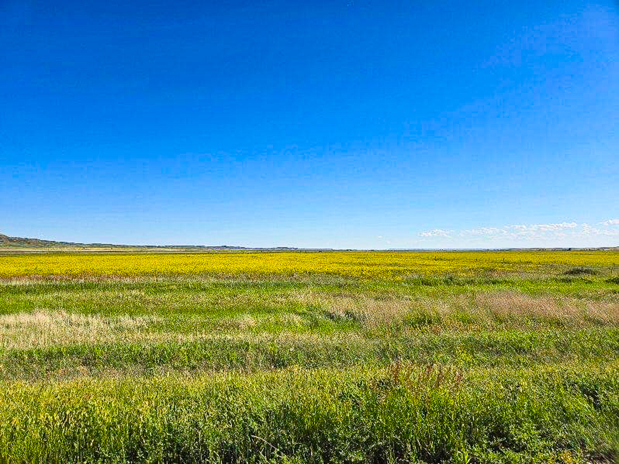 Flood Irrigated Hay Ground Saco Montana for Sale