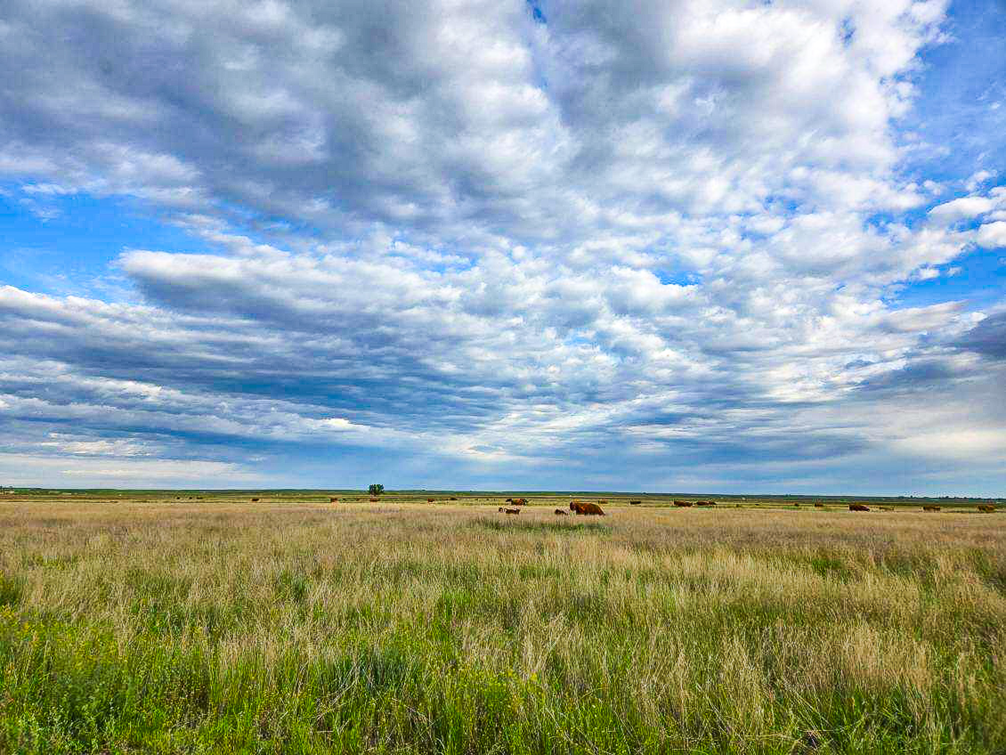Flood Irrigated Hay Ground Saco Montana for Sale