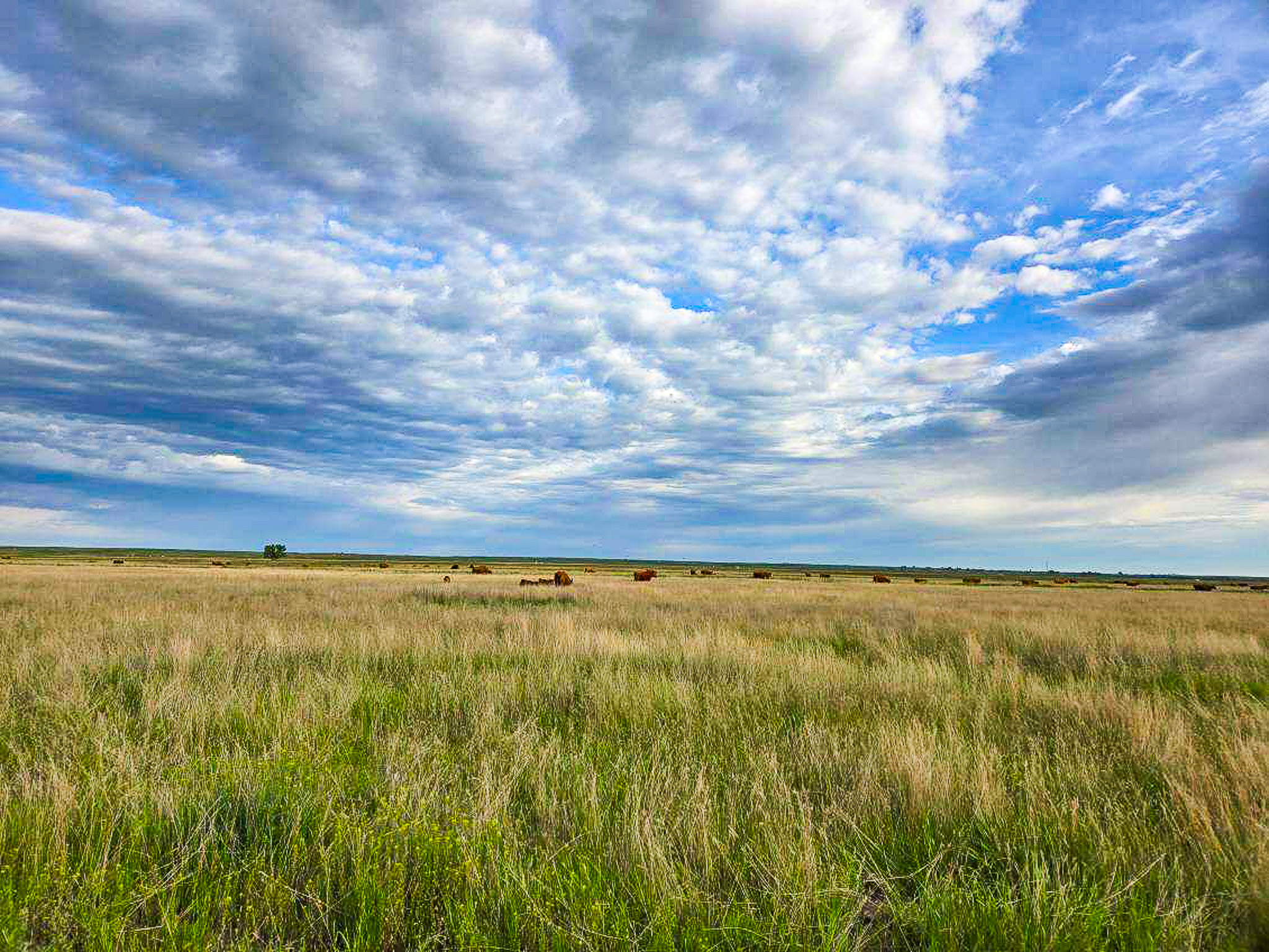 Flood Irrigated Hay Ground Saco Montana for Sale