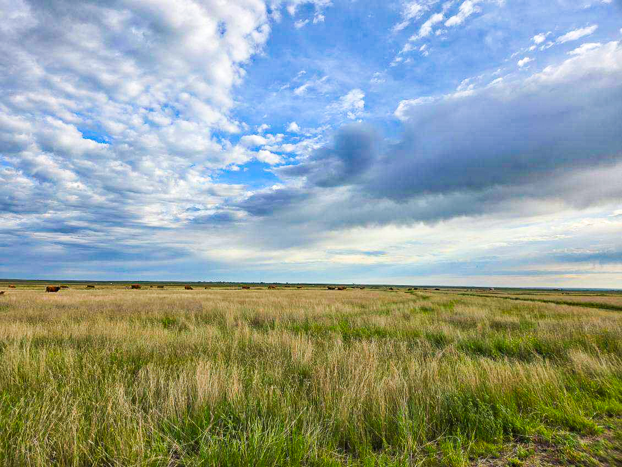 Flood Irrigated Hay Ground Saco Montana for Sale