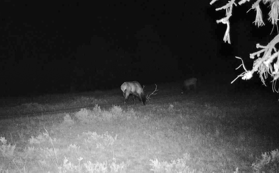 Pine Ridge Sanctuary-Premier Montana Hunting Land near Billings