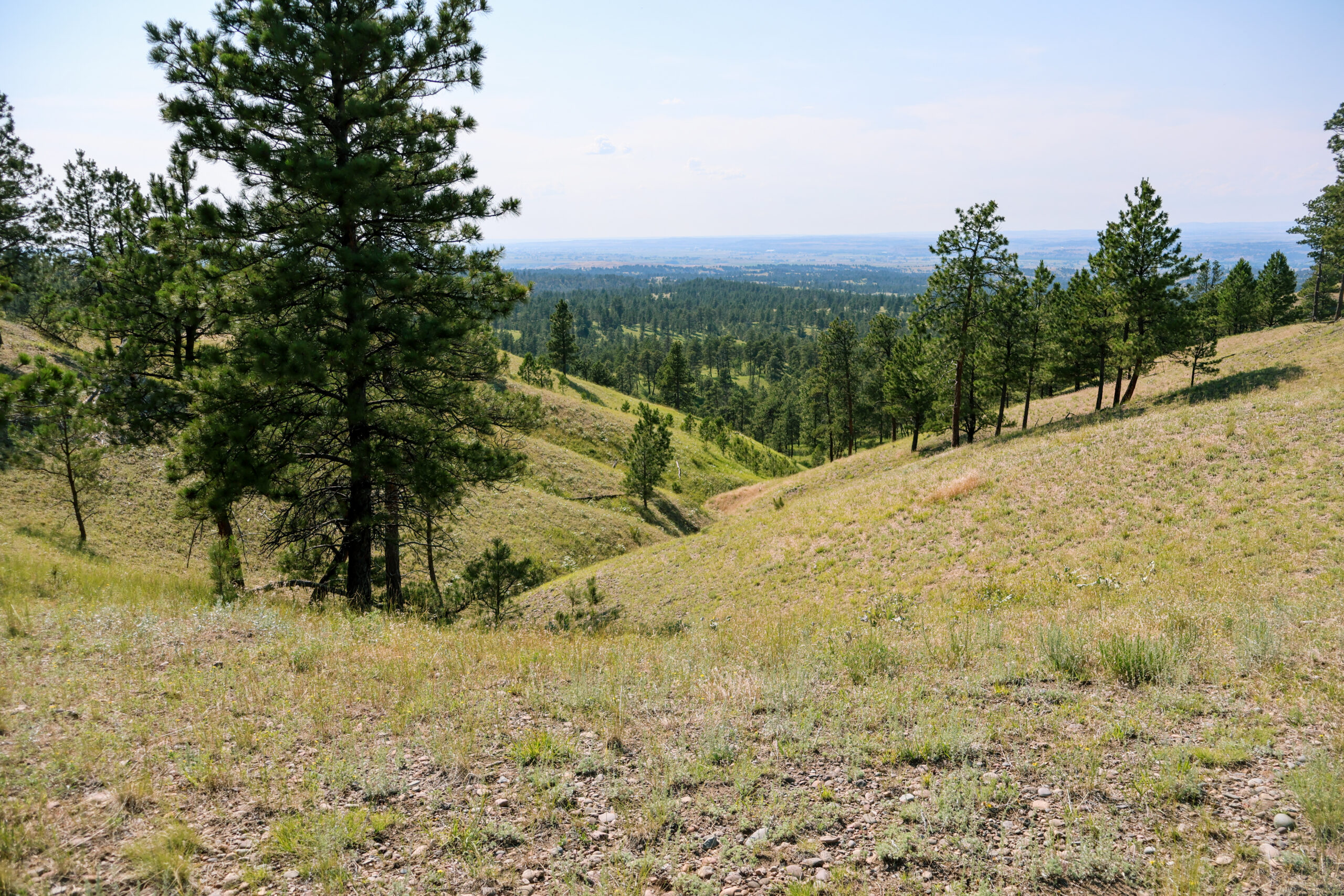 Pine Ridge Sanctuary-Premier Montana Hunting Land near Billings