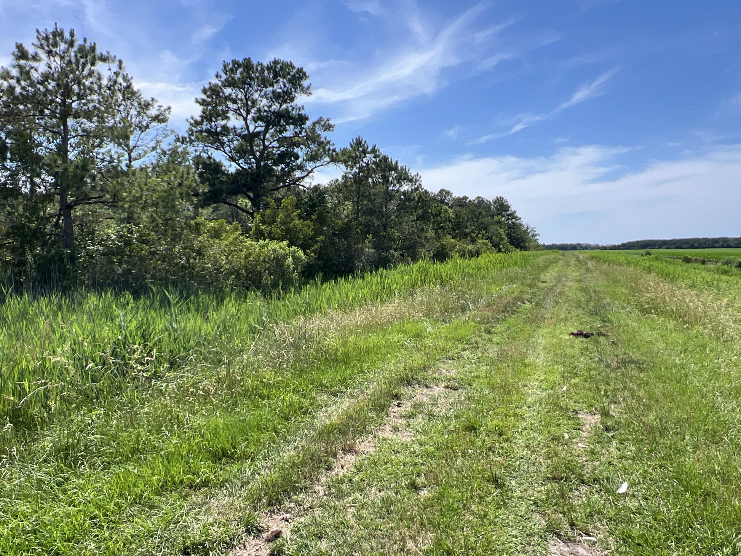 Affordable Hunting Land in Hyde County, NC – 30 AC