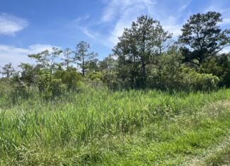 Affordable Hunting Land in Hyde County, NC – 30 AC