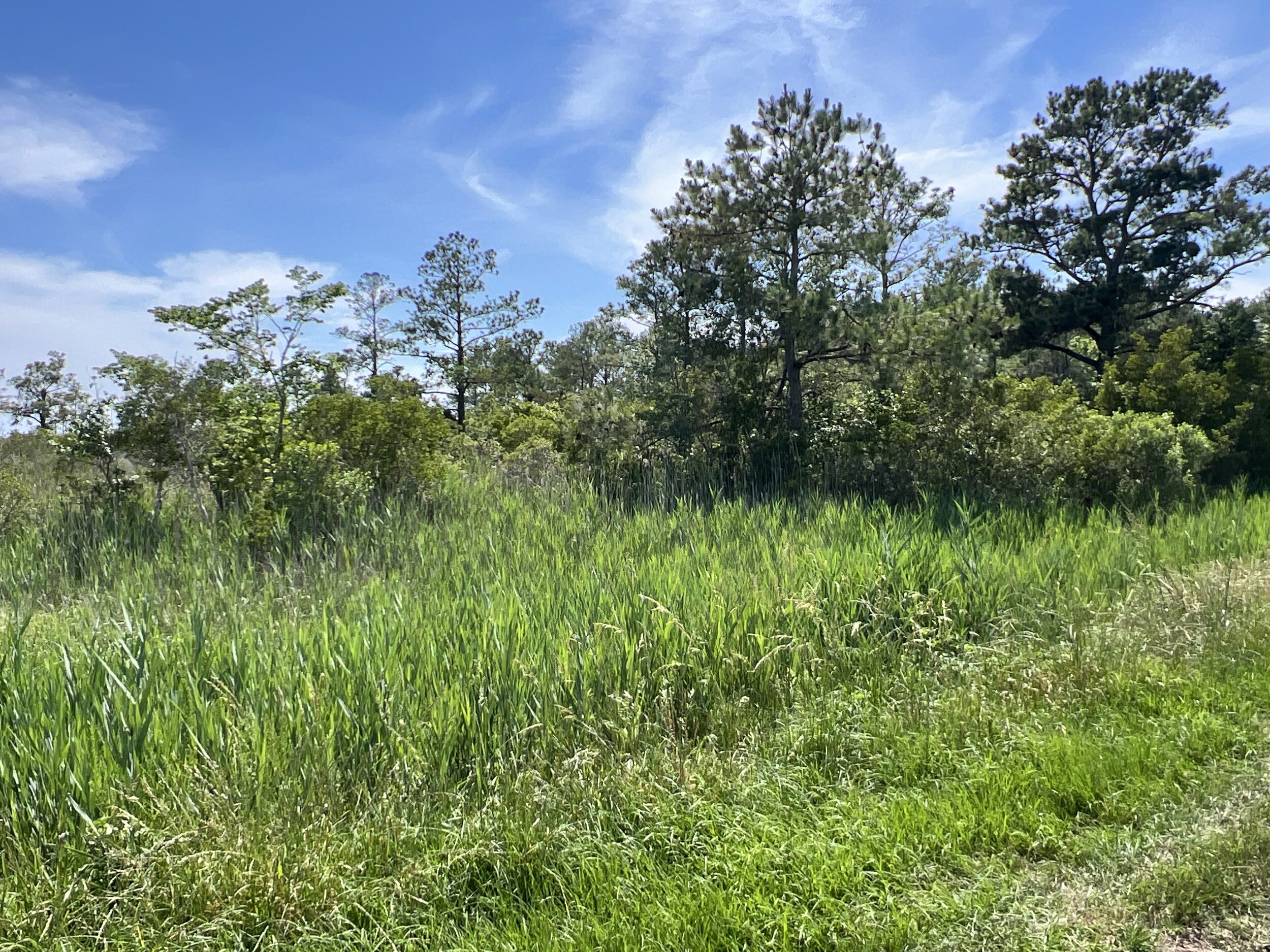 Affordable Hunting Land in Hyde County, NC – 30 AC