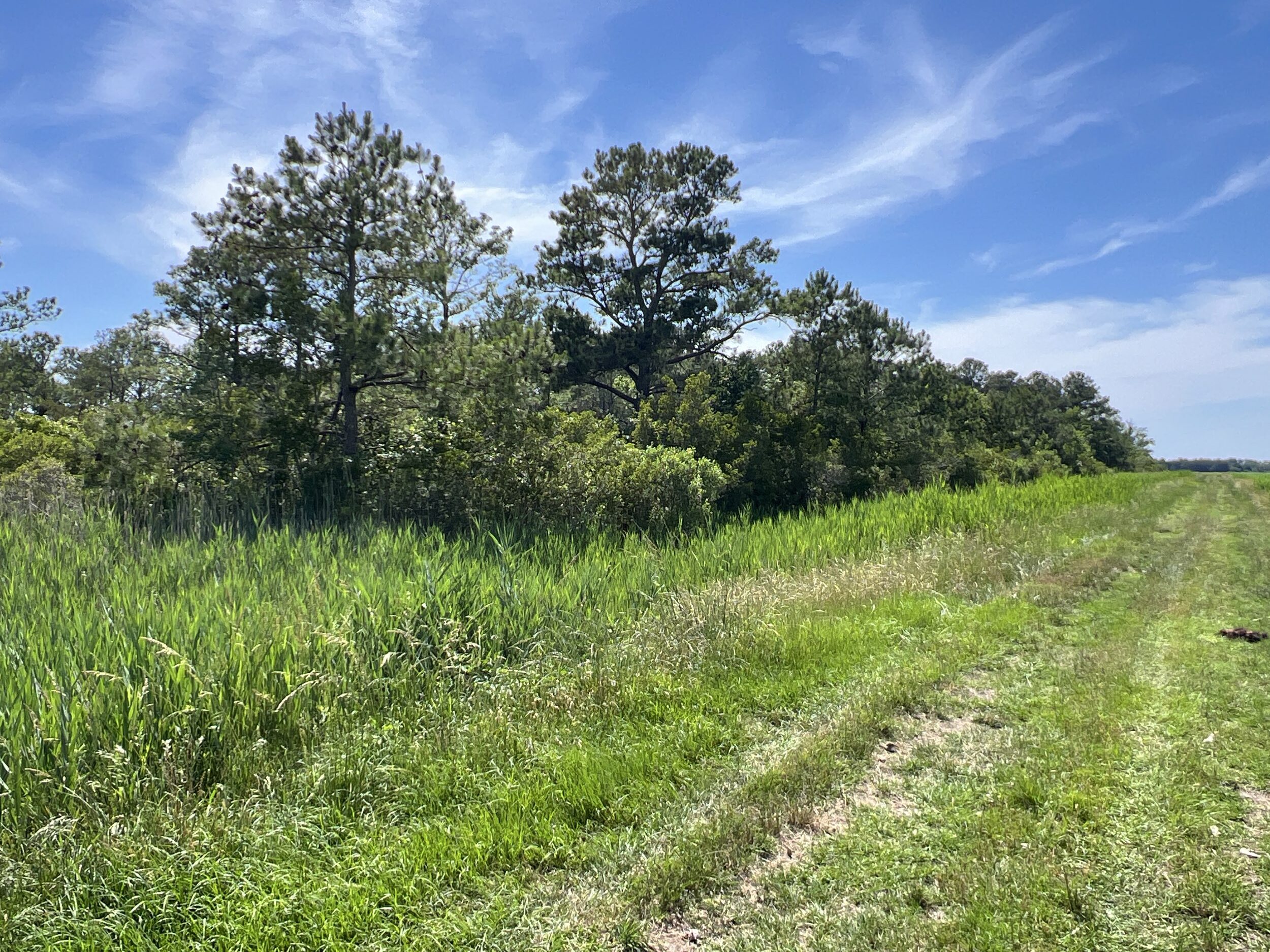 Affordable Hunting Land in Hyde County, NC – 30 AC
