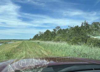 Affordable Hunting Land in Hyde County, NC – 30 AC