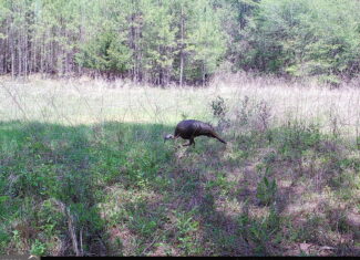 Elberton Georgia land for sale