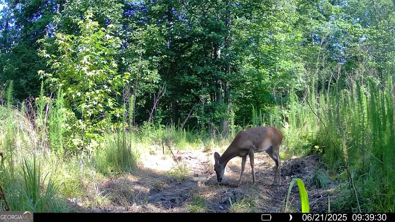 Elberton Georgia land for sale
