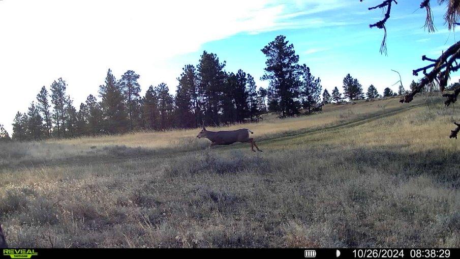 Pine Ridge Sanctuary-Premier Montana Hunting Land near Billings
