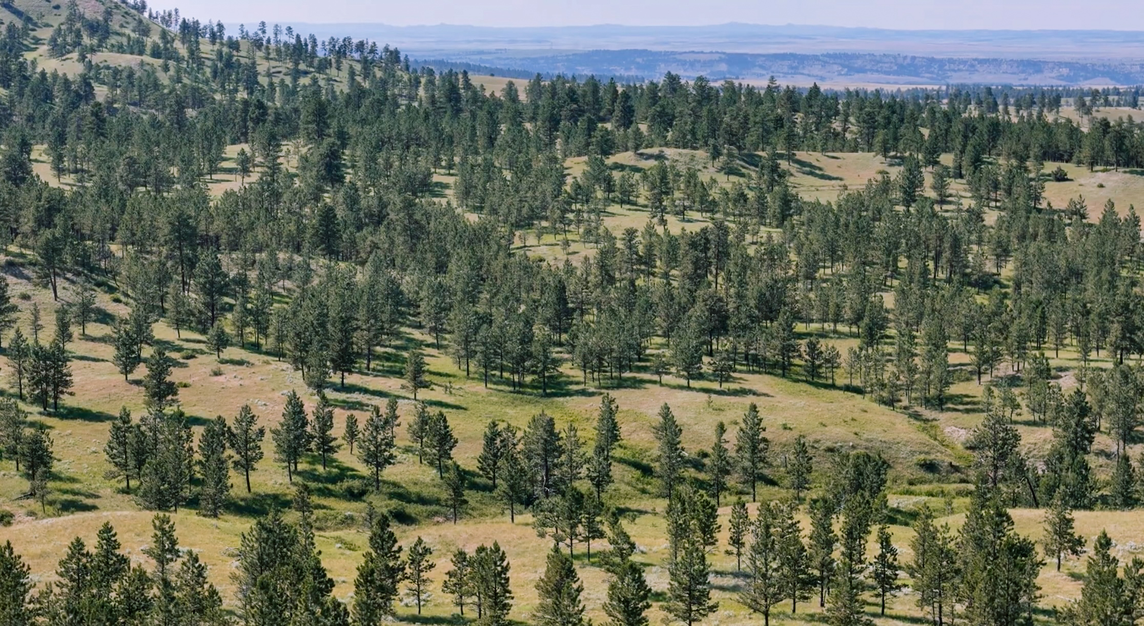 Pine Ridge Sanctuary-Premier Montana Hunting Land near Billings